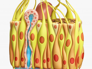 Olfactory Epithelium Microscopic Anatomy 3D Модель