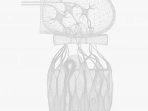 Olfactory Epithelium Microscopic Anatomy 3D Model
