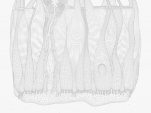 Olfactory Epithelium Microscopic Anatomy 3D Модель