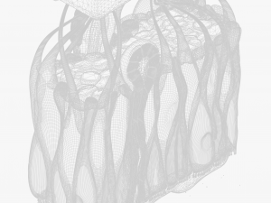 Olfactory Epithelium Microscopic Anatomy 3D Модель