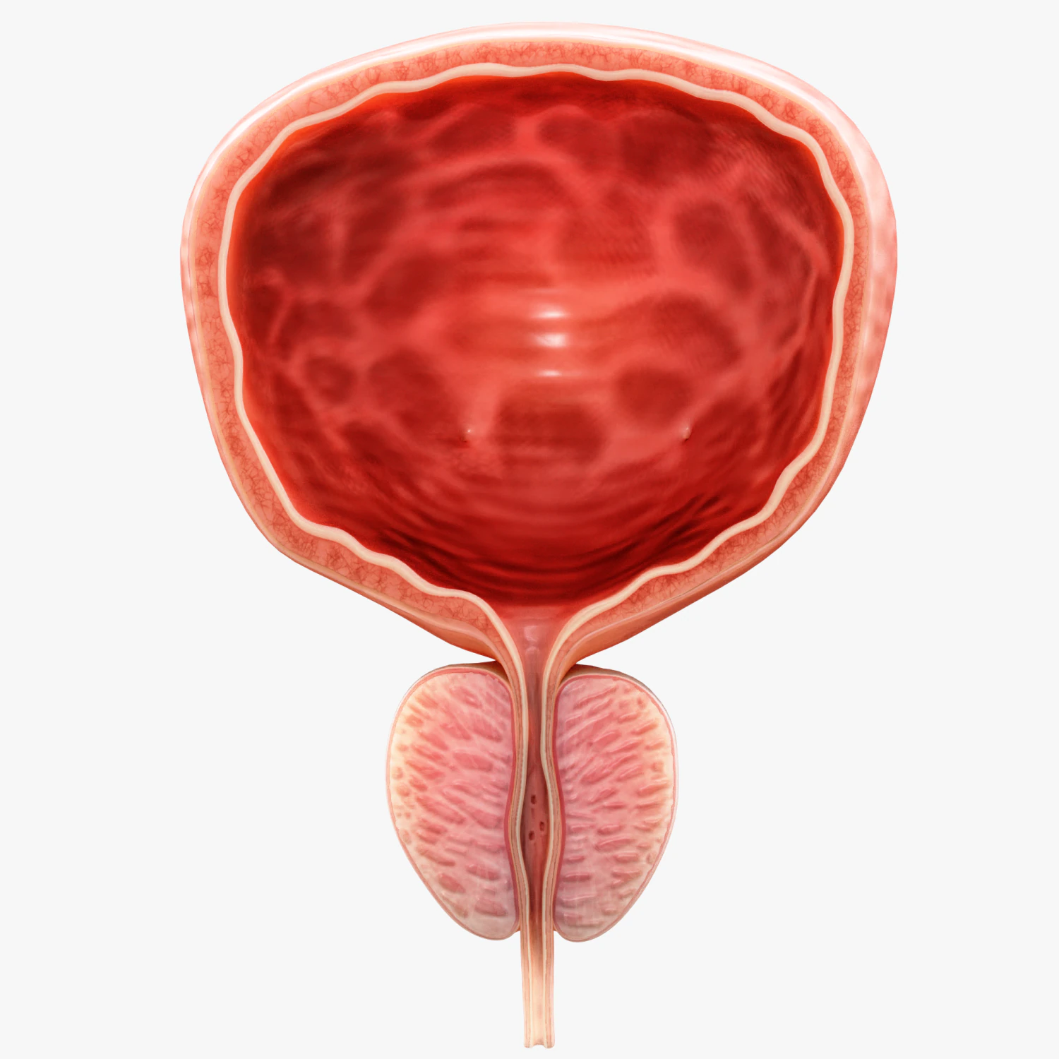 Bladder Cross Section 3D Model .c4d .max .obj .3ds .fbx .stl .blend 