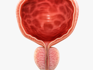 Bladder Cross Section 3D Model