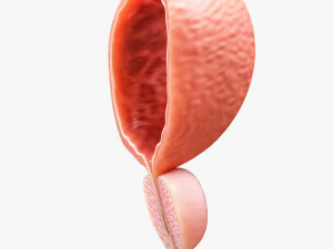 Bladder Cross Section 3D Model