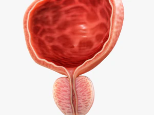 Bladder Cross Section 3D Model
