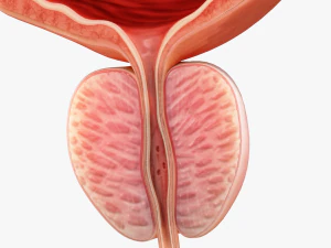 Bladder Cross Section 3D Model