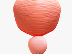 Bladder Cross Section 3D Model