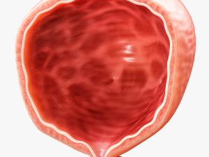 Bladder Cross Section 3D मॉडल