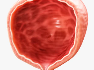 Bladder Cross Section 3D Model