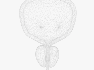 Bladder Cross Section 3D मॉडल
