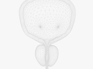 Bladder Cross Section 3D Model