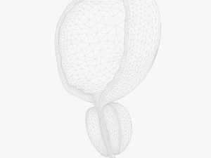 Bladder Cross Section 3D Model