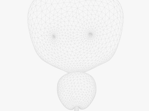 Bladder Cross Section 3D मॉडल