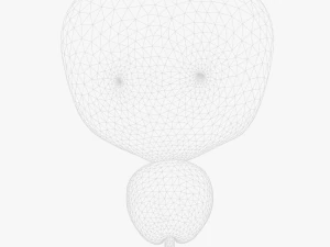 Bladder Cross Section 3D Model