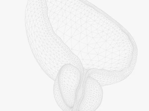 Bladder Cross Section 3D Model