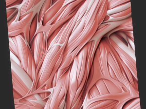 Anatomy Seamless Texture CG テクスチャ
