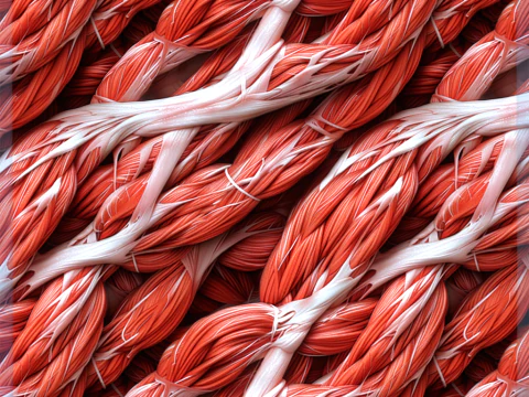 Anatomie nahtlose Textur CG Texturen