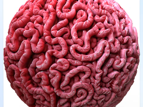 Anatomy Seamless Texture CG Textures
