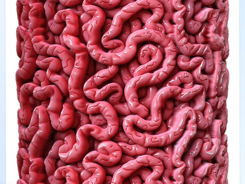 Anatomy Seamless Texture CG Textures