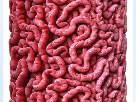 Anatomy Seamless Texture CG Textures