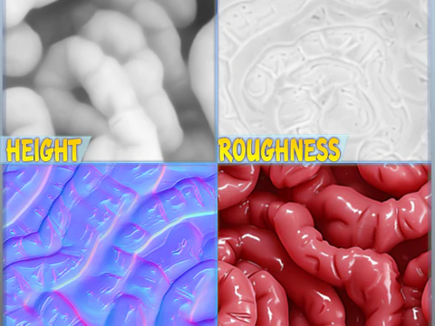 Anatomy Seamless Texture CG Textures