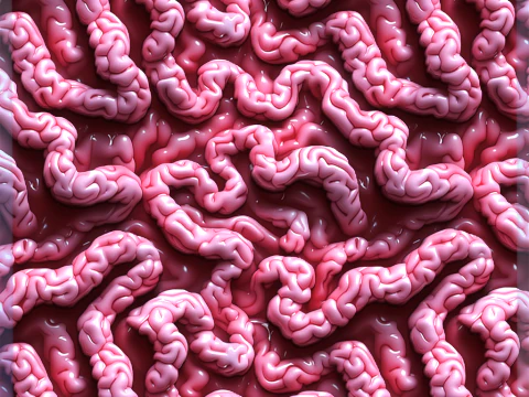 Anatomy Seamless Texture CG Textures