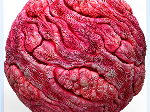 Anatomy Seamless Texture CG Textures