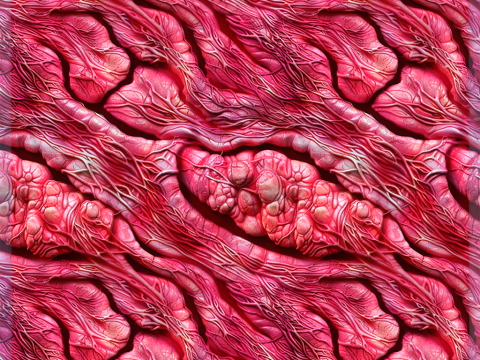 Anatomy Seamless Texture CG Textures