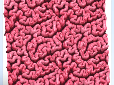 Textura sem costura de anatomia Texturas CG