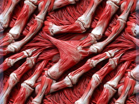 Anatomy Seamless Texture Texturas CG