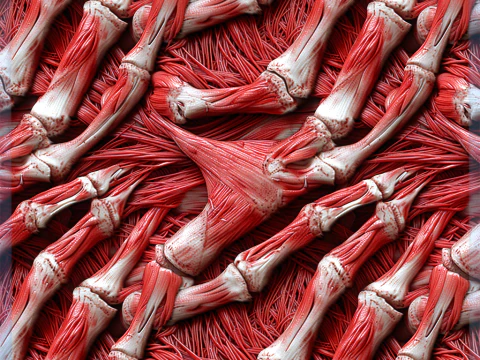 Textura sem costura de anatomia Texturas CG