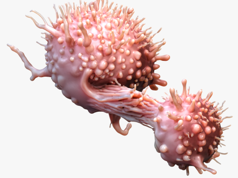 Cancer Cell Tumor 3D Model