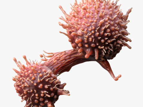 Cancer Cell Tumor 3D Model