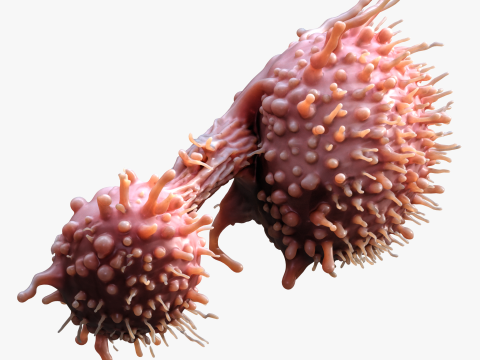 Cancer Cell Tumor 3D Model