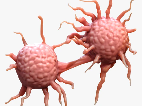 Cancer Cell Tumor 3D Model