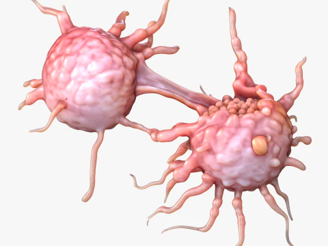 Cancer Cell Tumor 3D Model