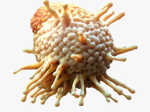 Cancer Cell Tumor 3D Model
