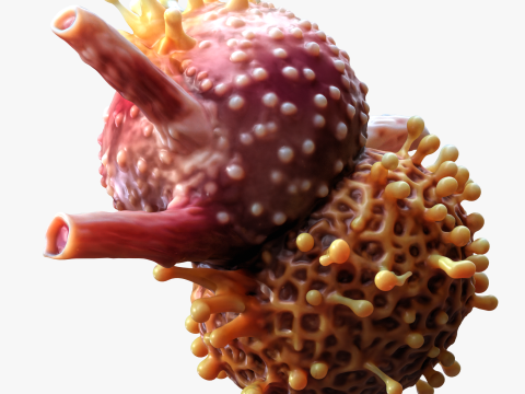 Cancer Cell Tumor Modelo 3D