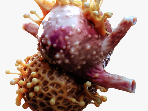 Cancer Cell Tumor Modelo 3D