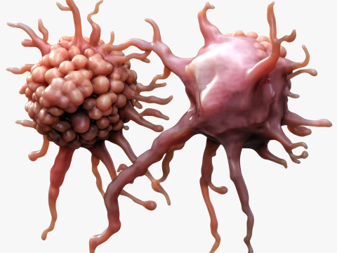 Cancer Cell Tumor 3D Model