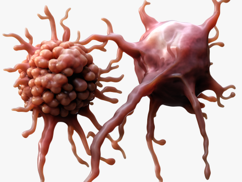 Cancer Cell Tumor Modèle 3D