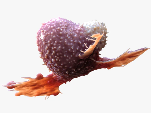 Cancer Cell Tumor 3D Model