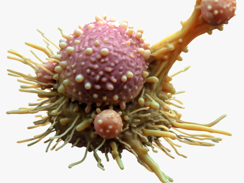 Cancer Cell Tumor 3D Model