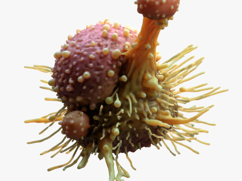 Cancer Cell Tumor 3D Model