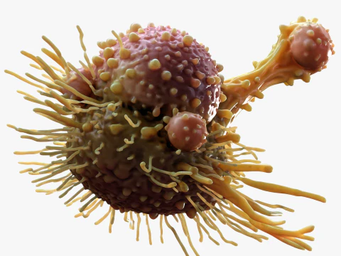 Cancer Cell Tumor 3D Model