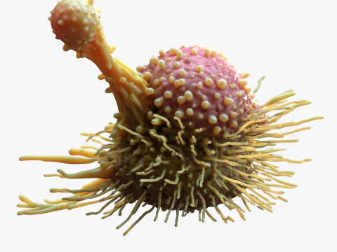 Cancer Cell Tumor 3D Model