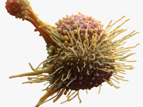 Cancer Cell Tumor 3D Model
