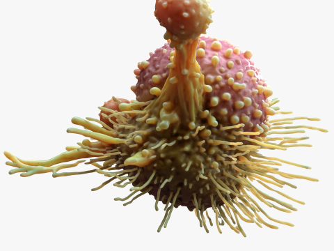 Cancer Cell Tumor 3D Модель