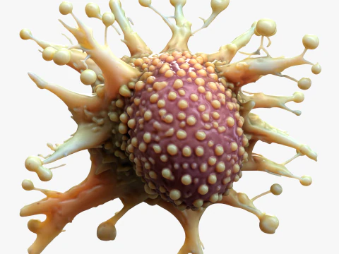 Cancer Cell Tumor 3D Model