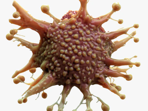 Cancer Cell Tumor 3D Model