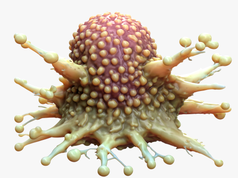 Cancer Cell Tumor Model 3D